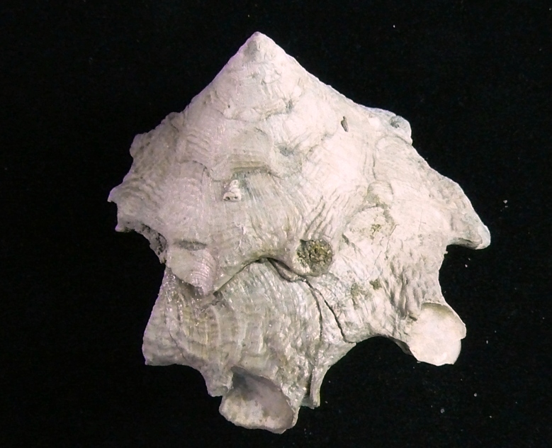 Stellaria testigera (Bronn, 1831) Pliocene Rio Torsero